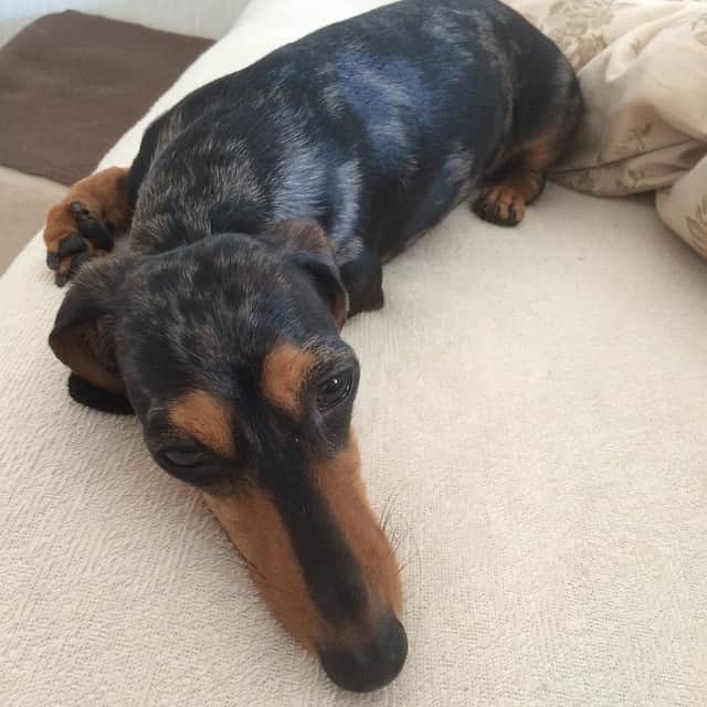 濱田めぐみのインスタグラム：「ねむ〜」