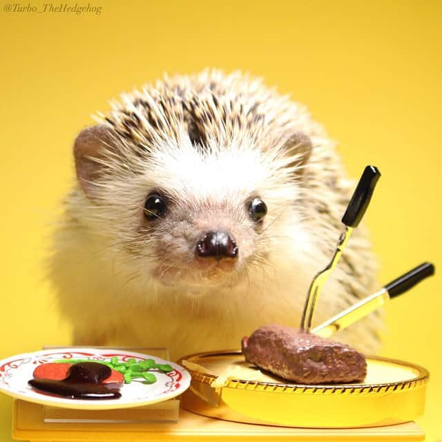 ターボさんのインスタグラム写真 - (ターボInstagram)「Apr. 27 2015 "This steak looks so juicy, it's making me emotional... Can I have a bite now mommy?!" ステーキ美味しそう♥︎」4月27日 10時51分 - turbo_thehedgehog