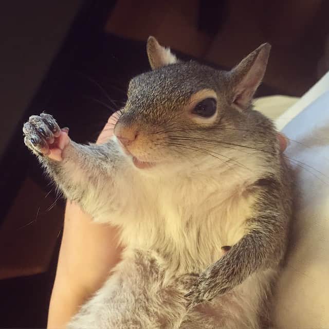 Jillさんのインスタグラム写真 - (JillInstagram)「Thumbs up to a great weekend. Now it's time for this squirrel to go to bed.  #petsquirrel #squirrel #squirrels #squirrellove #squirrellife #squirrelsofig #squirrelsofinstagram #easterngreysquirrel #easterngraysquirrel #ilovesquirrels #petsofinstagram #petphotography #squirrelgirl #jill #thisgirlisasquirrel #thumbsup #bedtime #sleepy #baby #sleepybaby #holdme #thumb #thumbs #nails #tired」4月27日 12時50分 - this_girl_is_a_squirrel