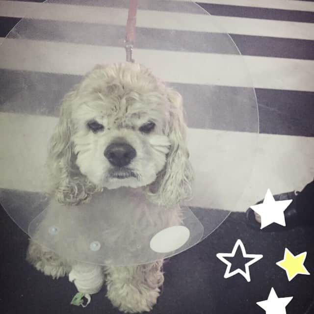 笛木優子のインスタグラム：「わんちゃん脚を手術いたしました😭観音様みたいです✨🐶#アメコ#アメリカンコッカースパニエル#수술」