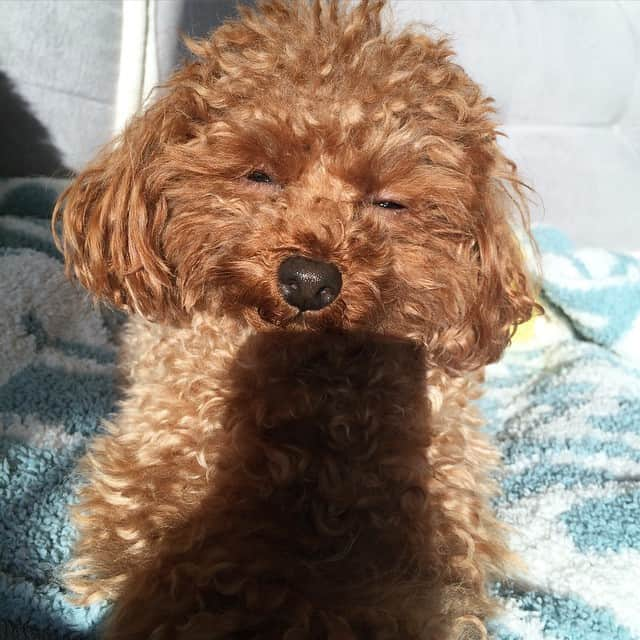 田中ハルさんのインスタグラム写真 - (田中ハルInstagram)「#寝ちゃえばいいのに#toypoodle#dog#トイプードル#犬#田中ハル」4月5日 6時41分 - harutanaka2011