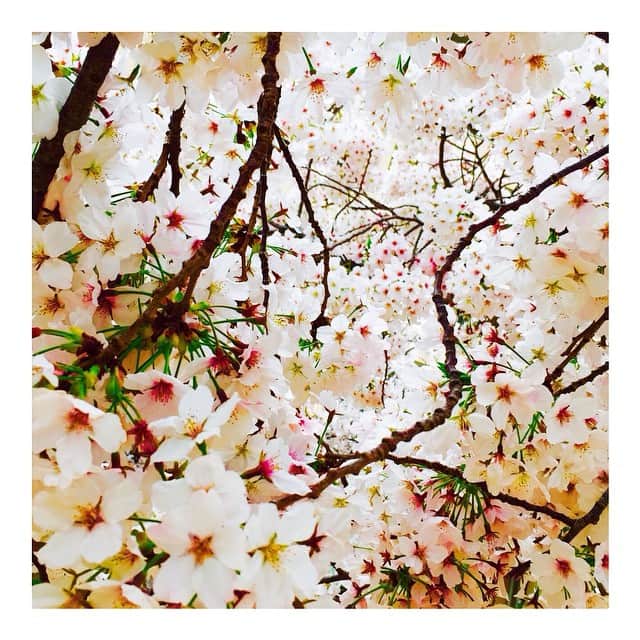 小川淳子さんのインスタグラム写真 - (小川淳子Instagram)「🌸🌸🌸一面桜♡🌸🌸🌸 本当に綺麗で うっとりしてしまいました😊 幸せな時間🌸🌸🌸 今年もみんなを幸せにしてくれて 🌸🌸🌸有難う🌸🌸🌸」4月5日 21時49分 - junkoogawa1225