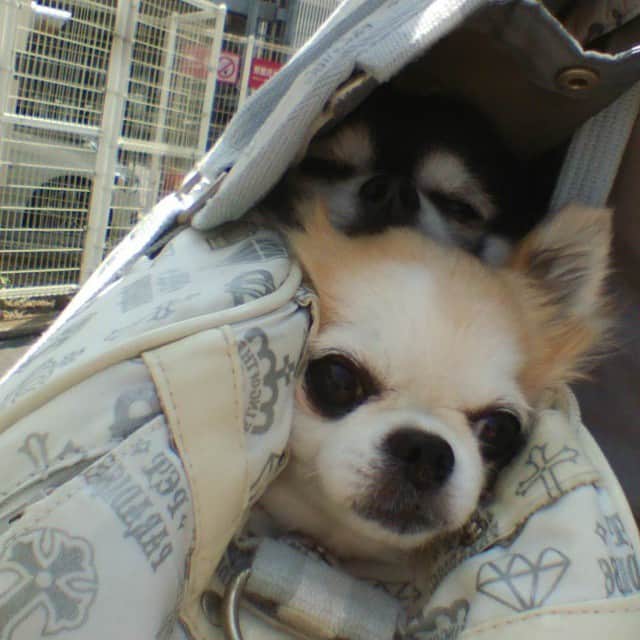 風花舞さんのインスタグラム写真 - (風花舞Instagram)「#犬#dog#Chihuahua#チワワ おねぇちゃん見えないー 前、見えないー💦」4月6日 12時24分 - kazahanamai_official