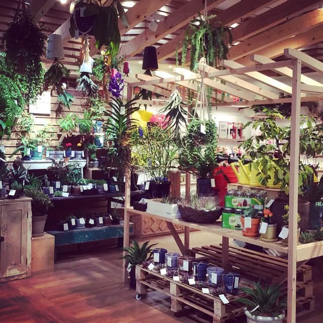 フリークスストアさんのインスタグラム写真 - (フリークスストアInstagram)「ららぽーと富士見店にはららぽーとTOKYO-BAY店でも大人気のMIDORI FLOWERさんのグリーンエリアも常設。珍しい品種の植物が所狭しと展開しています。#midoriflower #freaksstore_lifestyle_goods」4月10日 14時56分 - freaksstore_official