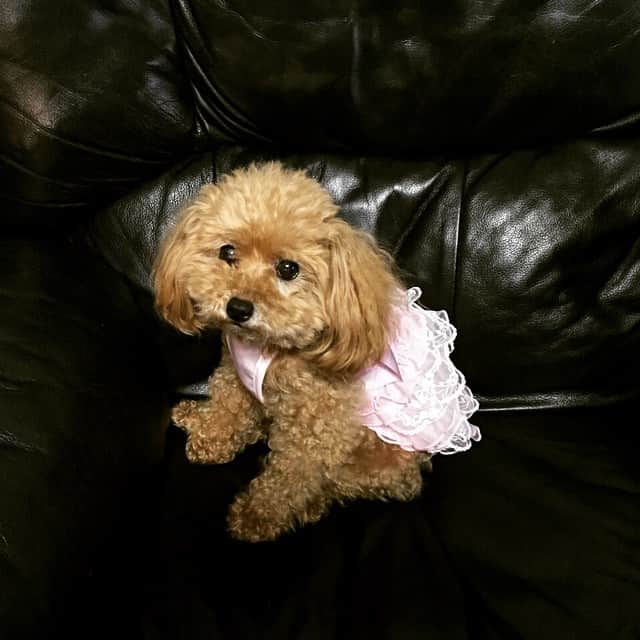 ダイキさんのインスタグラム写真 - (ダイキInstagram)「ピンクのフリフリ選んだ #衣替え #トイプードル #dog #pink」4月12日 17時57分 - daiki_sugiura0619