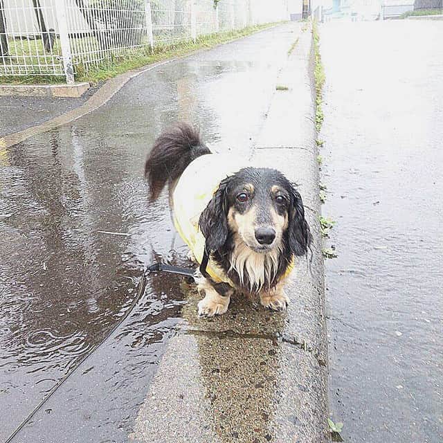 小玉ゆういのインスタグラム：「#love #dog #rainy #day #rain #レンくん」
