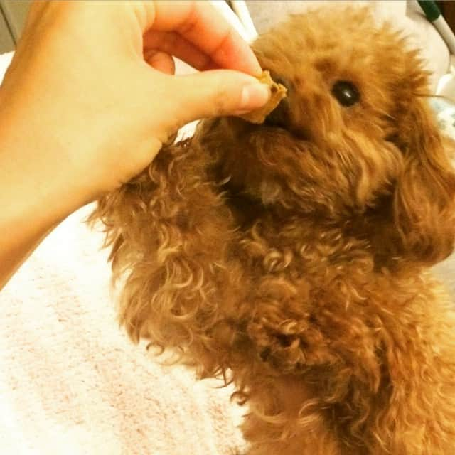 田中ハルのインスタグラム：「食べたいっ#必死#犬#トイプードル#dog#toypoodle#田中ハル」