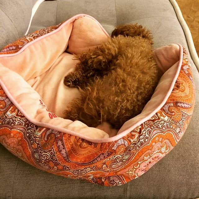 田中ハルのインスタグラム：「なんか声かけにくいなぁ。#睡眠#深すぎ#犬#本当に犬？#その背中よ#dog#toypoodle#トイプードル#田中ハル」