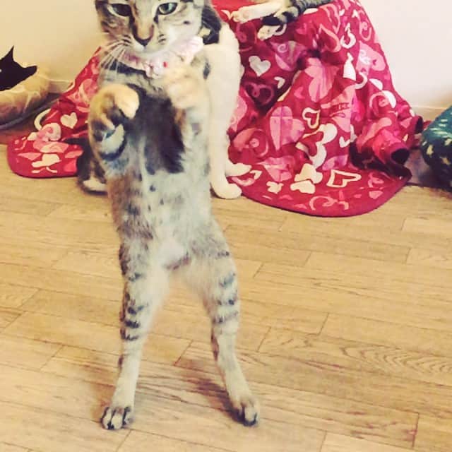 アニマミーア編集部のインスタグラム