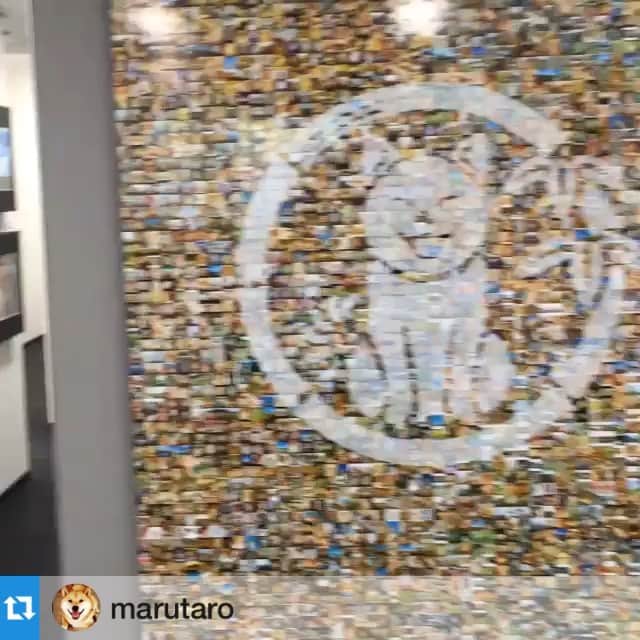 まりも絵日記のインスタグラム：「#Repost @marutaro with @repostapp. ・・・ Why don't you meet me in Ginza? 🐶😊✨銀座に集まれ〜＼(^o^)／ 25日土曜日までだよ。パパは毎日在廊してます。 銀座7-3-7 ブランエスパ3Fです！ #くまモンとパンダもいるよ！ ⭐️⭐️⭐️⭐️⭐️⭐️⭐️⭐️⭐️⭐️ まりもとまるくんのコラボレーションイラストの原画もあるよ〜☆ #marimoenikki #まりも絵日記 #yukotsuchiyama #土山裕子 #illustrator #イラストレーター #展示会 #柴犬まる」