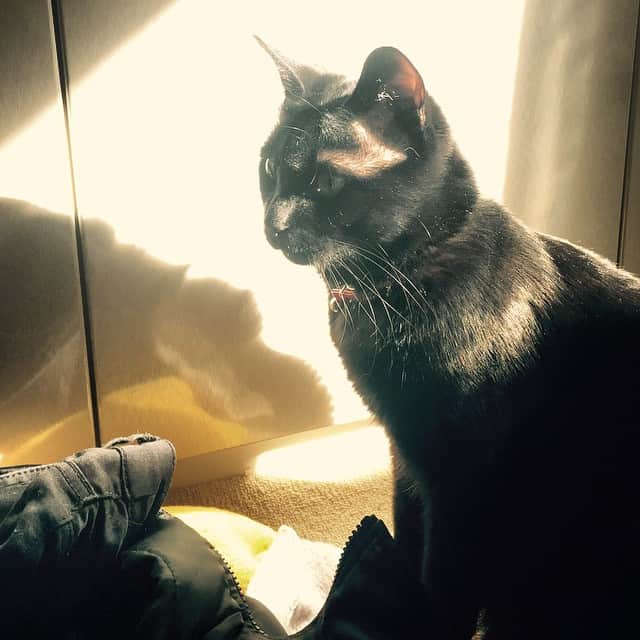 波音ステファニーのインスタグラム：「やばい隊長かっこいい！my handsome toon Taicho! #blackcats # beautiful」