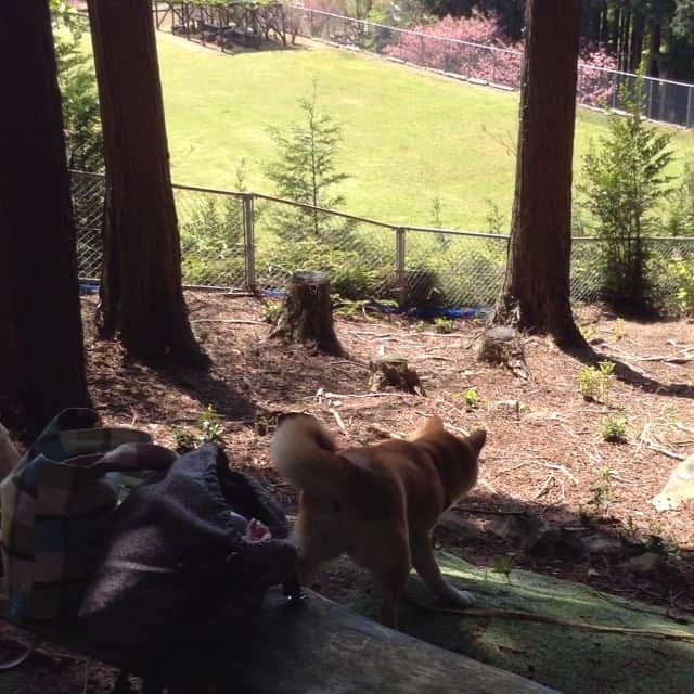こなつのインスタグラム