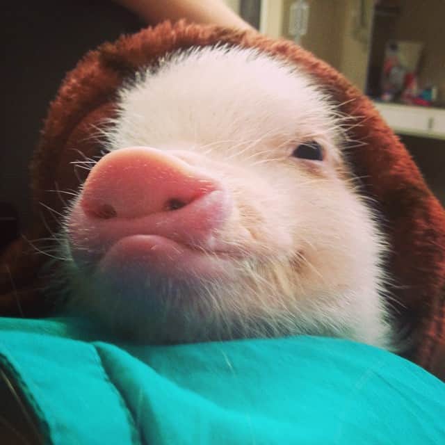 のインスタグラム：「- Good Night friends ! I'm holidays in my grandmother! ❤️❤️ Love you #love #barbie #barbiethepig #princess #princesa #amor #pig #piggy #pigest #minipig #animals」