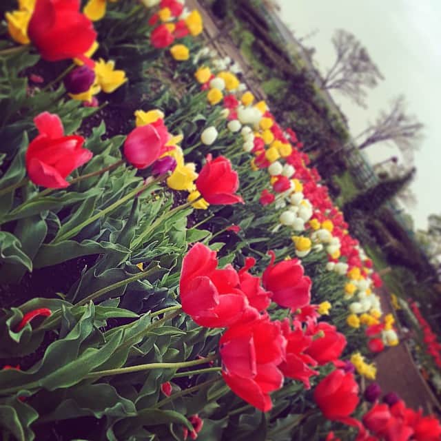 のインスタグラム：「この前、チューリップみにいったときの💓他にも写真いっぱい撮ったよଘ(੭ु´｡•~•｡`)੭ु⁾⁾💓」