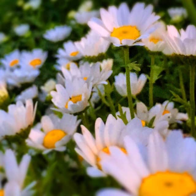 のインスタグラム：「（´-`）.｡oO（💓」