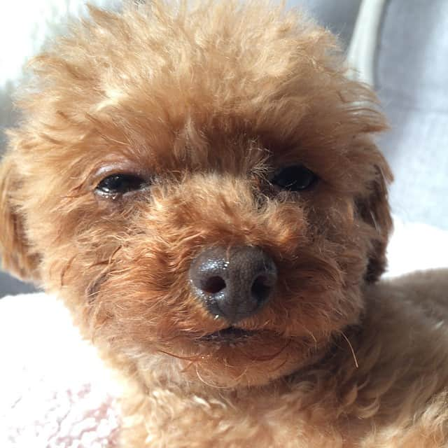 田中ハルさんのインスタグラム写真 - (田中ハルInstagram)「#切ない#dog#toypoodle#犬#トイプードル#田中ハル#ハッシュタグ#ハッシュタグ#ハッシュタグ同じハッシュタグ3回」4月20日 6時32分 - harutanaka2011