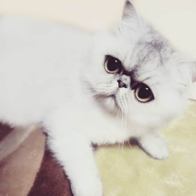 ♡マム♡のインスタグラム：「. My dear meat dumpling… . . . 私の愛しのシュウマイちゃん(*´艸｀*) . 今日はおばあちゃん家に出張中♪ . . くしゃみすると必ず鳴いてくれるよw」