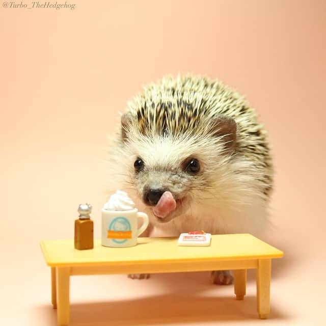 ターボさんのインスタグラム写真 - (ターボInstagram)「Apr. 23 2015 "Turbo loves chai tea latte with some cream and cinnamon! Yummy! What kind of coffee or tea do you like my friends??" みんなもカフェ好き？」4月23日 9時31分 - turbo_thehedgehog