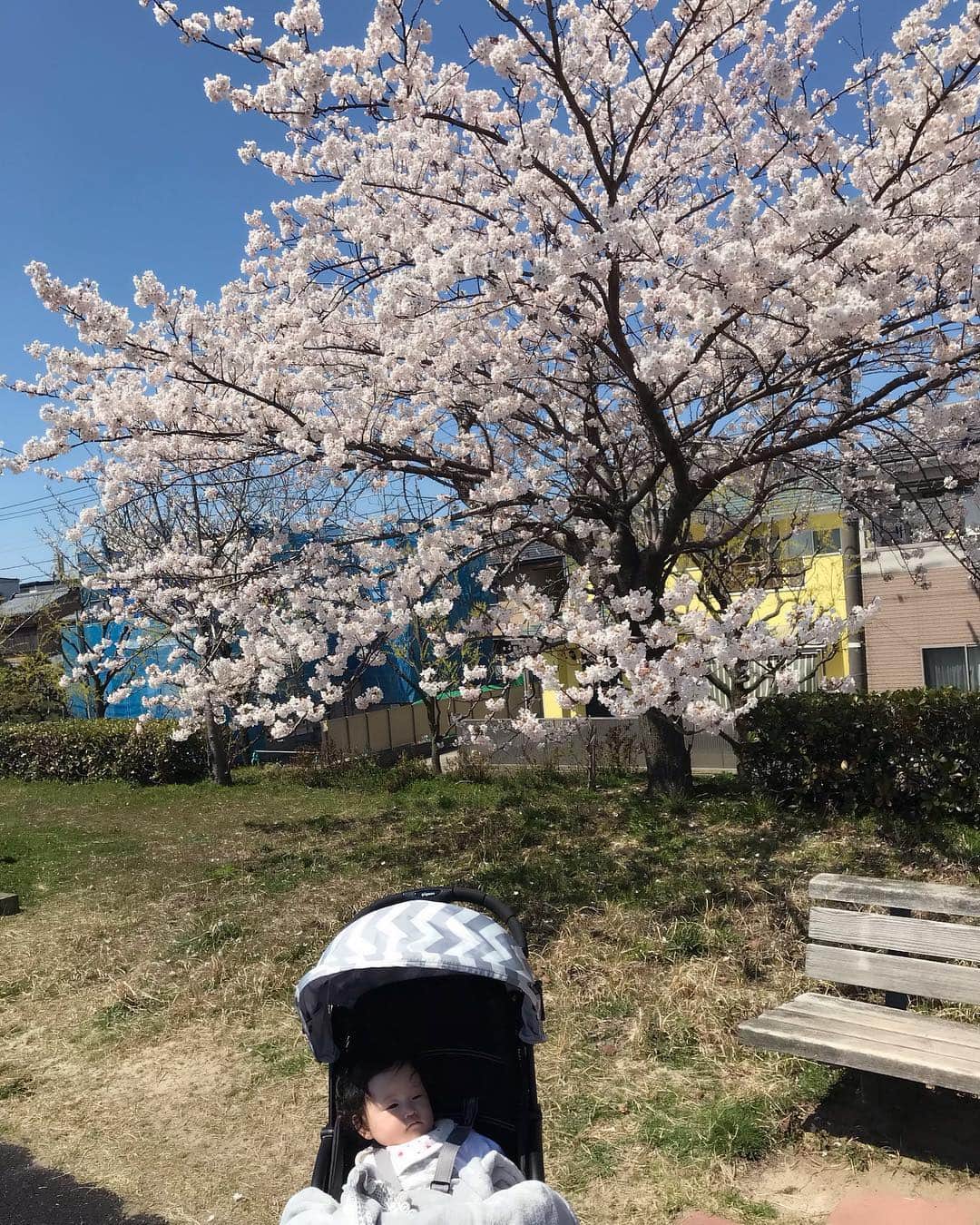 新海史子さんのインスタグラム写真 - (新海史子Instagram)「お弁当持ってお花見ピクニック🌸 満開かな？ チューリップも可愛らしい🌷 たぶん帰って寝たい人👶 #やすらぎ堤 #お花見 #コッペパンサンド #桜とチューリップ #昼寝の時間」4月13日 16時32分 - shinkai.0305