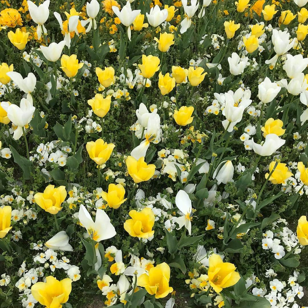 新海史子さんのインスタグラム写真 - (新海史子Instagram)「いくとぴあ食花のキラキラガーデン いろんな品種のチューリップが他のお花と植えられていて可愛いです  木のボールプールで固まる #いくとぴあ食花 #キラキラカーテン #こども創造センター #新潟はチューリップ切り花日本一の生産地🌷🌷🌷」4月24日 15時20分 - shinkai.0305