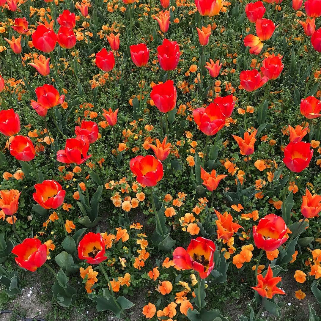 新海史子さんのインスタグラム写真 - (新海史子Instagram)「いくとぴあ食花のキラキラガーデン いろんな品種のチューリップが他のお花と植えられていて可愛いです  木のボールプールで固まる #いくとぴあ食花 #キラキラカーテン #こども創造センター #新潟はチューリップ切り花日本一の生産地🌷🌷🌷」4月24日 15時20分 - shinkai.0305