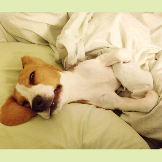 麻美さんのインスタグラム写真 - (麻美Instagram)「あの〜〜😅 人のベッドで寝るのやめてもらえますか❓❓ 君のベッドは檻だから😩 目を離すとすぐにベッドに行って 大イビキで極楽そうに寝ている😳ただちにツマミ出します😤 #ビーグル#愛犬#極楽ポーズ #beagle#dog#puppy#love  #sleeping#instagood #instalike  #instapick #instadaily」5月18日 22時30分 - mami0s