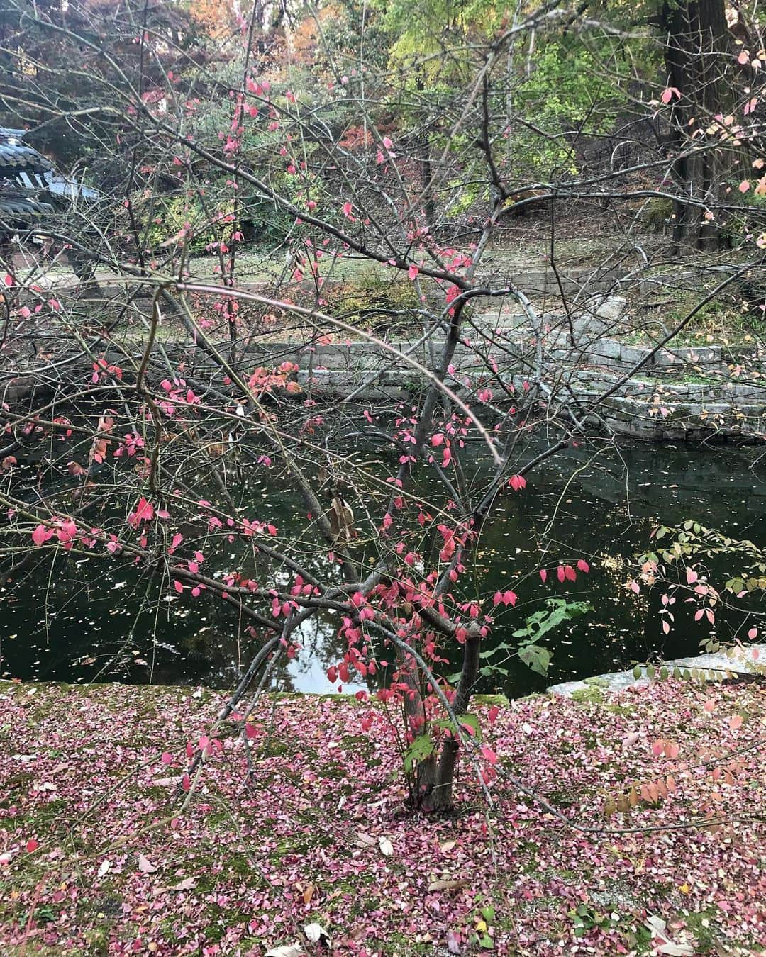 イム・スジョンさんのインスタグラム写真 - (イム・スジョンInstagram)「늦가을 창덕궁 후원🍂🍁」11月28日 23時26分 - soojunglim_