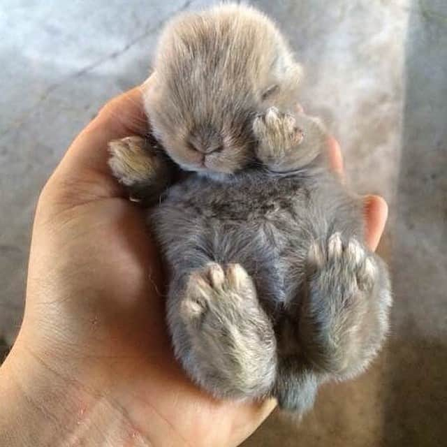 ✈MyTravelGram™のインスタグラム：「Cute little bunny ✨」