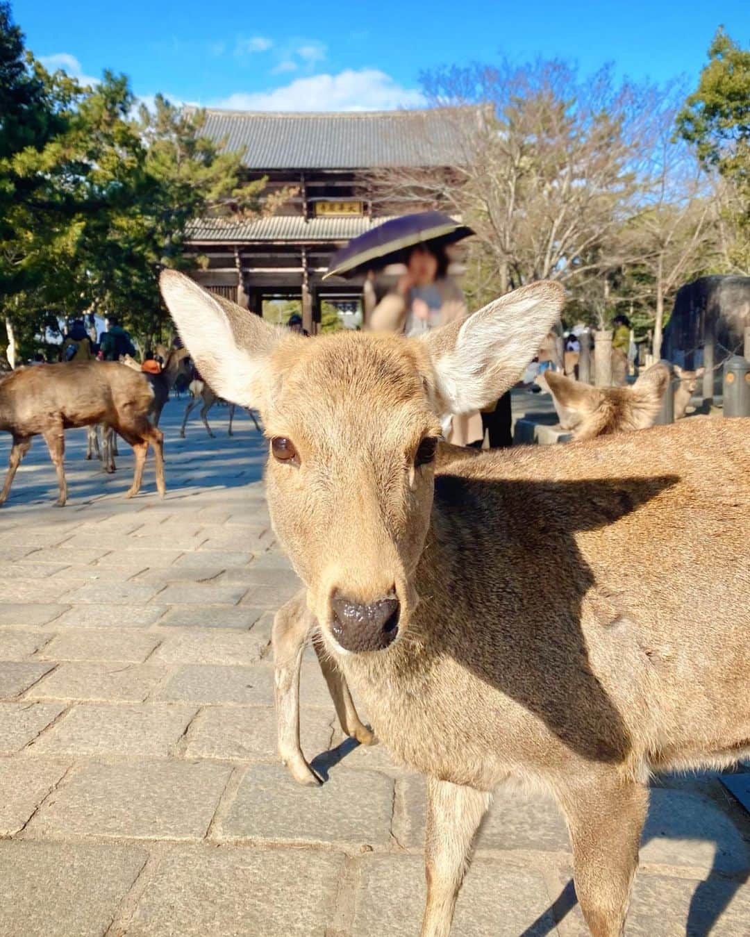 Manaさんのインスタグラム写真 - (ManaInstagram)「🌸🦌💕 鹿さんと私と鹿せんべい🍘 ....🐾可愛すぎむり🥺 . Cute deer in Nara park! They are famous for being friendly and very polite♡ . 小学校の修学旅行で白スカートに思いっきり 蹴りを入れられたという苦い思い出しかなかった 奈良公園の鹿さん( ˶˙ᴗ˙˶ )笑 . ようやくリベンジして仲良くなれました☺️💓 . ツーショットも、いい感じ♪ . . Coat：#mesty Brooch：#loewe . #奈良 #奈良観光 #奈良旅行 #奈良公園 #narapark #奈良の鹿 #naradeer #鹿せんべい #鹿さん #奈良好き #修学旅行 #思い出 #幸せな時間 #動物好き #アニマル写真部 #奈良公園の鹿 #ツーショット #ミニスカート #ミニスカ #ロングコート #ロエベ #ブラウンコーデ #ホワイトコーデ #公園 #お散歩 #のんびり #可愛すぎる #癒された」2月4日 22時12分 - mana.tcy