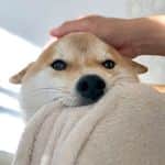 こてつ君