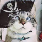 Spangles The Cross Eyed Kitty Instagram