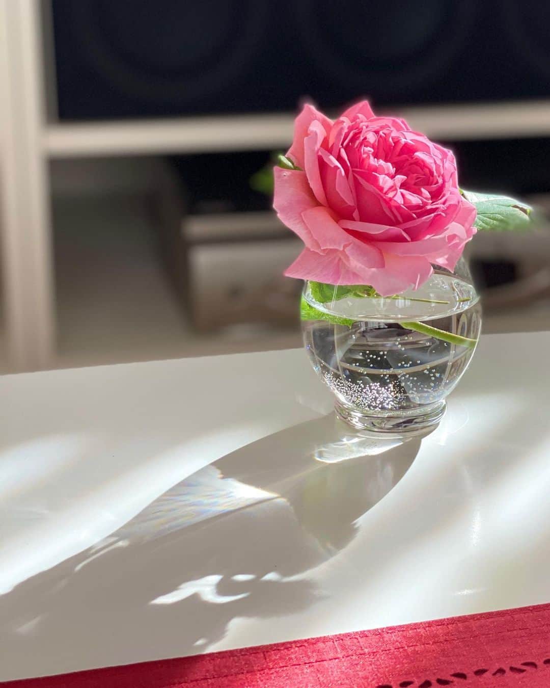 江川清音さんのインスタグラム写真 - (江川清音Instagram)「﻿ 今年の5月、実家で初めて咲いた薔薇たち🌹✨﻿ 父が育てています💐 ﻿ 長年薔薇の咲いている時期に帰省することがなくて、こんなも綺麗に咲いているなんて知らなかった😕💦﻿ 薔薇が咲いている時に、庭のアーケードをくぐったのも初めて✨﻿ ﻿ 自由気ままに咲く花たちなので、花瓶に挿すのはもちろんアレンジはとても難しいと実感😅﻿ ﻿ やっぱりお花が好きだなぁ💐❤ ️﻿日々の生活の中で、植物に触れるととても癒されますよ〜🌱 ﻿ #季節のお花 #薔薇の花 #花束 #花束アレンジ #綺麗なもので #癒される #今日は #花束を買って #帰りませんか #花推し」7月13日 10時52分 - egawasayane