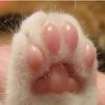 insta_animalのインスタグラム