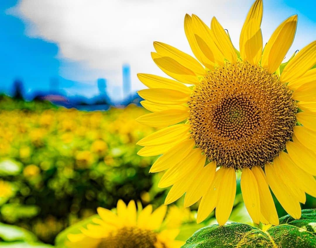 原島美波さんのインスタグラム写真 - (原島美波Instagram)「♡Sunflower ♡. . . . あっと言う間に9月ですね！. . 先月猛暑日に妹と妹の子ども達と出掛けた #ひまわり畑 ✨. . . 向日葵の花言葉は. 『あなただけを見つめる』とか『憧れ』. 一途なお花なんだよ♡. 行き過ぎると怖いけどね！笑. . 亡き母が大好きだったお花が向日葵だったので、8月母のお誕生日にみんなで行ってきました♪. . 今日は曇ってるので、元気なお写真を投稿したくて(o^^o). . 本日から1週間Start✨. 楽しんで頑張って行きましょう♪. . . . #smile. #笑顔. #Happy. #向日葵. #Love. #来年も楽しみ. #Happy day. #Saitama. #japan. #東京. #曇り. #ワンピース. #お気に入り.」9月7日 11時58分 - minamiharashima