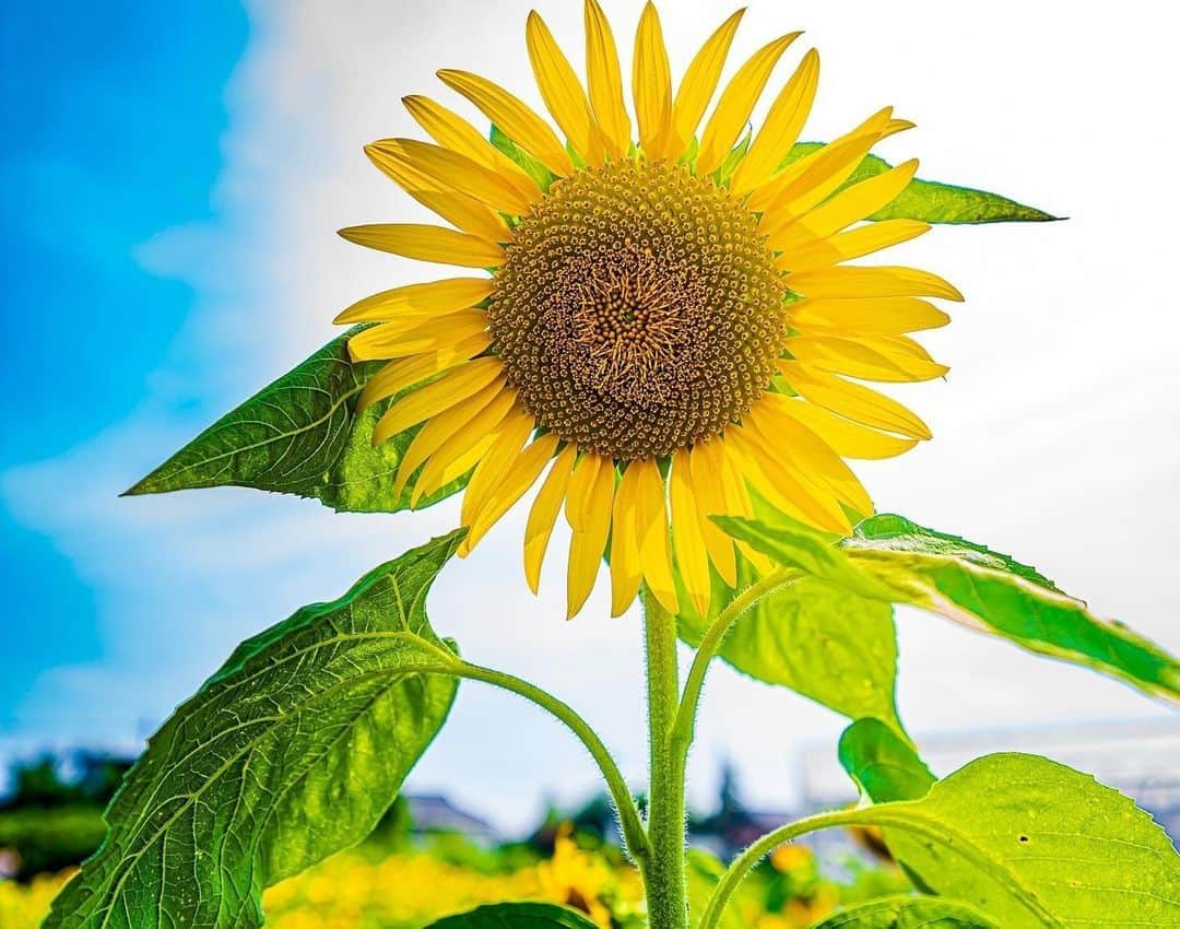 原島美波さんのインスタグラム写真 - (原島美波Instagram)「♡Sunflower ♡. . . . あっと言う間に9月ですね！. . 先月猛暑日に妹と妹の子ども達と出掛けた #ひまわり畑 ✨. . . 向日葵の花言葉は. 『あなただけを見つめる』とか『憧れ』. 一途なお花なんだよ♡. 行き過ぎると怖いけどね！笑. . 亡き母が大好きだったお花が向日葵だったので、8月母のお誕生日にみんなで行ってきました♪. . 今日は曇ってるので、元気なお写真を投稿したくて(o^^o). . 本日から1週間Start✨. 楽しんで頑張って行きましょう♪. . . . #smile. #笑顔. #Happy. #向日葵. #Love. #来年も楽しみ. #Happy day. #Saitama. #japan. #東京. #曇り. #ワンピース. #お気に入り.」9月7日 11時58分 - minamiharashima