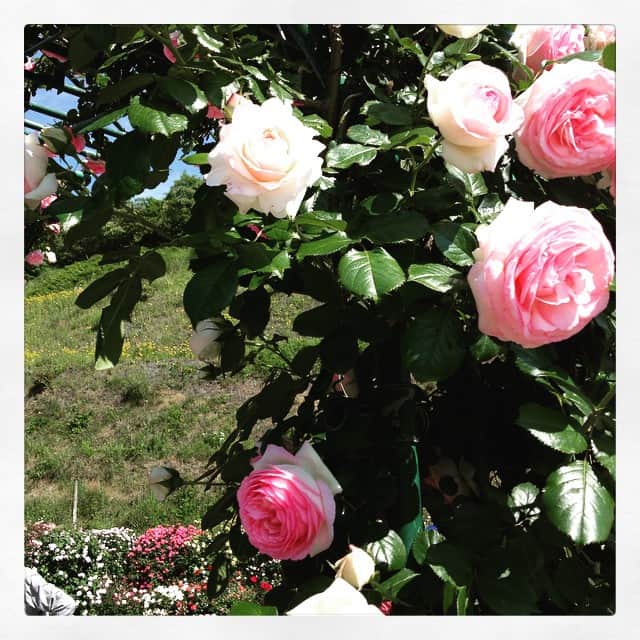 たにはらなつきさんのインスタグラム写真 - (たにはらなつきInstagram)「近所のバラ祭〜少しだけ見頃は過ぎてたけどまだまだ綺麗！」5月19日 19時26分 - natsuki_tanihara