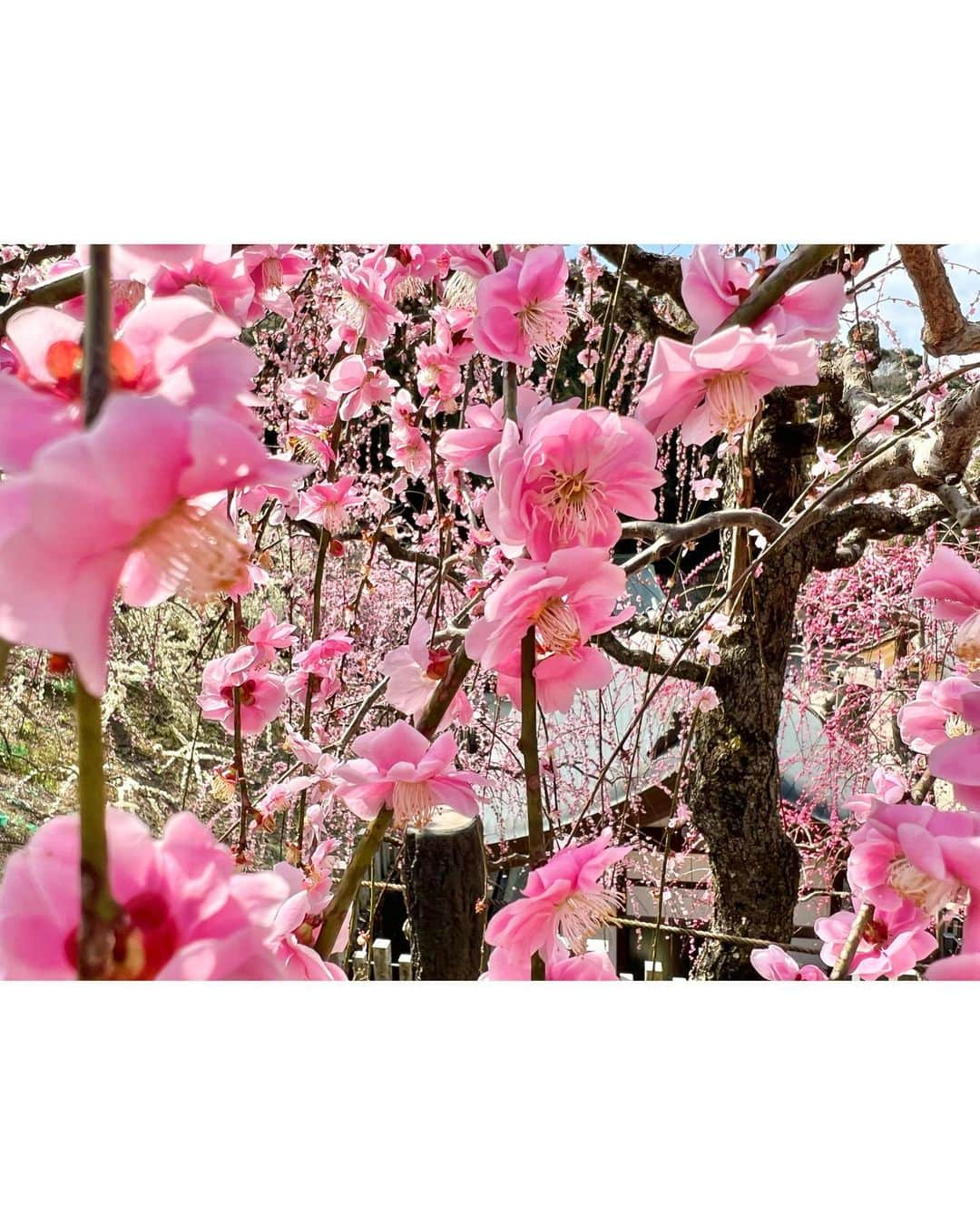 沢井里奈さんのインスタグラム写真 - (沢井里奈Instagram)「⠀ ⠀ 大縣神社の梅まつり🌸🌿 とっても綺麗で癒されました🥺💕💕 　 　 #大縣神社 #梅まつり #さわー神社巡り」3月20日 19時17分 - sawairina