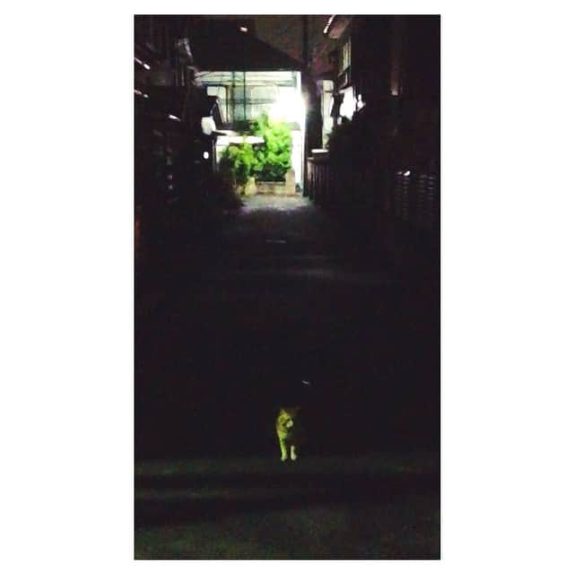 坂口健太郎さんのインスタグラム写真 - (坂口健太郎Instagram)「仙台に、 猫が、」5月20日 0時53分 - sakaguchikentaro