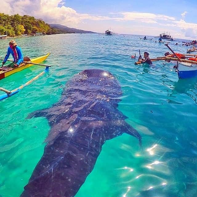 ✈MyTravelGram™のインスタグラム：「Whale shark in the Philippines✨」