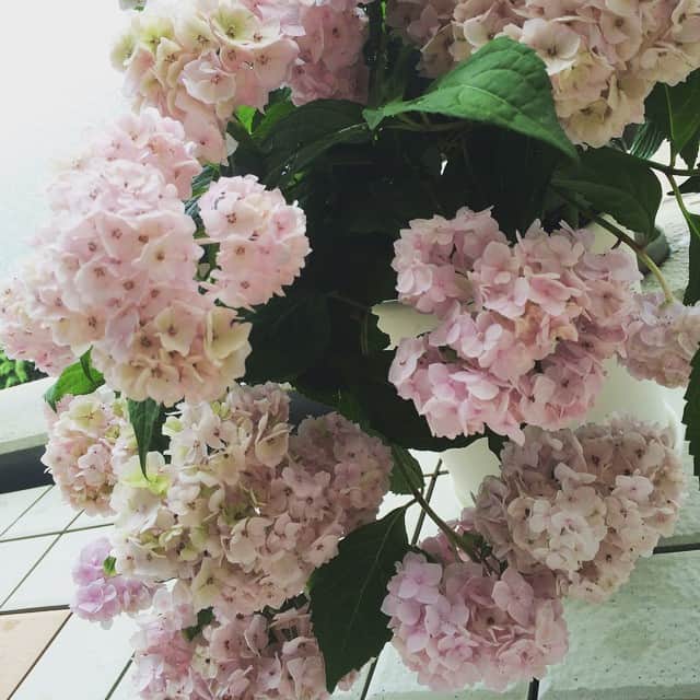 笛木優子のインスタグラム：「かわいい紫陽花買いました😁💕✨」