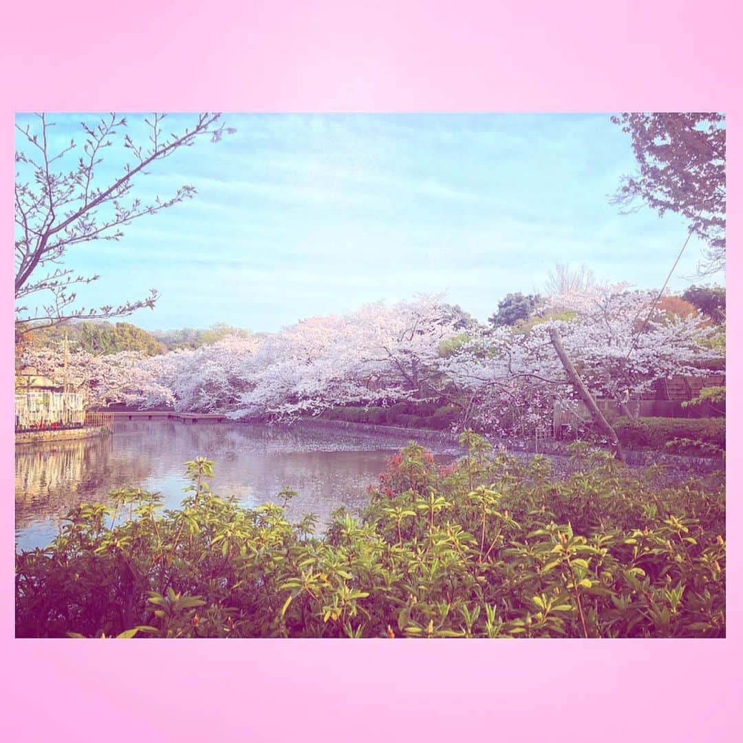 千眼美子さんのインスタグラム写真 - (千眼美子Instagram)「・ 🌸🌳🍃  #japan  #now #cherryblossom  #sakura #blooming #桜 #さくら #花見 #お花見 #日本 #神社 #櫻花 #🇯🇵 #⛩ #🌸」4月1日 0時10分 - yoshiko_sengen