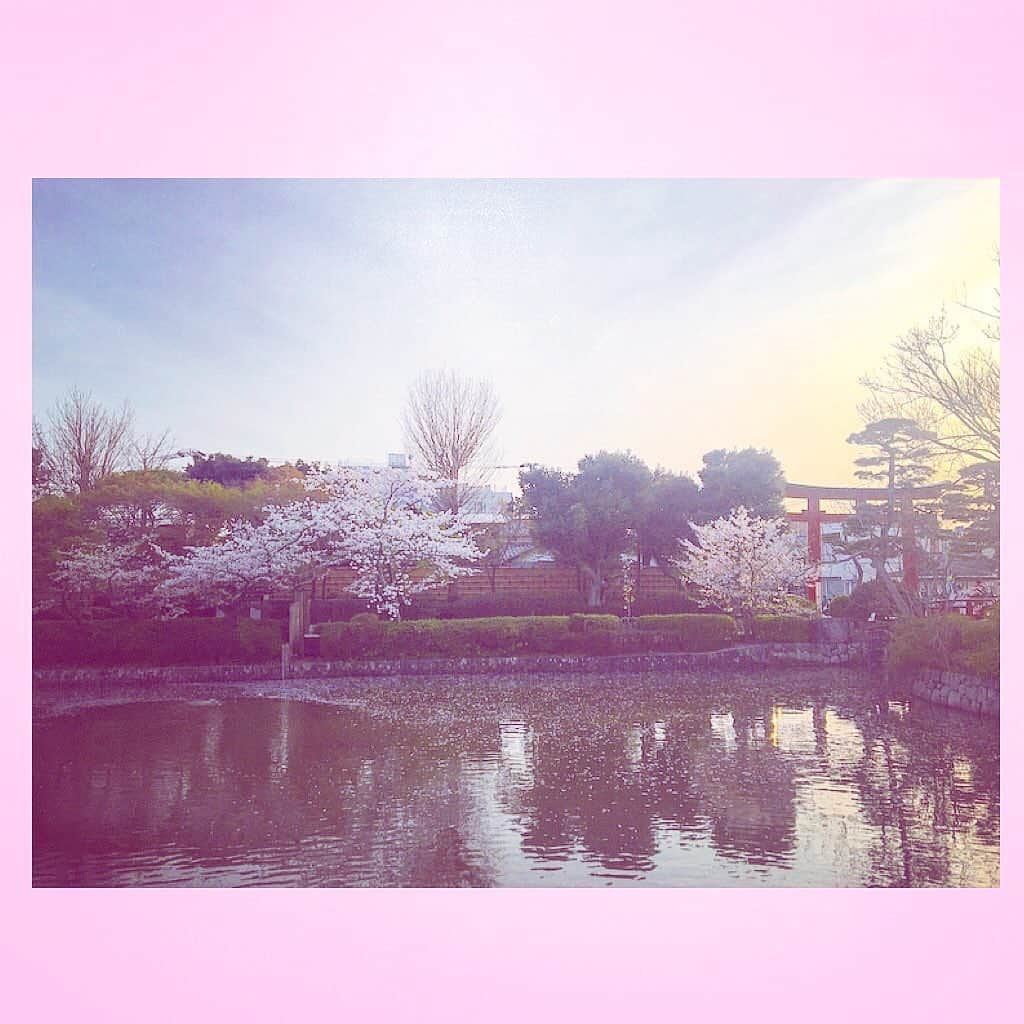 千眼美子さんのインスタグラム写真 - (千眼美子Instagram)「・ 🌸🌳🍃  #japan  #now #cherryblossom  #sakura #blooming #桜 #さくら #花見 #お花見 #日本 #神社 #櫻花 #🇯🇵 #⛩ #🌸」4月1日 0時10分 - yoshiko_sengen