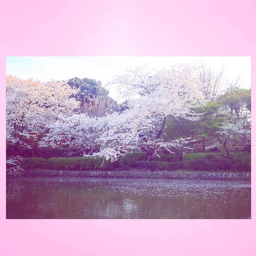 千眼美子さんのインスタグラム写真 - (千眼美子Instagram)「・ 🌸🌳🍃  #japan  #now #cherryblossom  #sakura #blooming #桜 #さくら #花見 #お花見 #日本 #神社 #櫻花 #🇯🇵 #⛩ #🌸」4月1日 0時10分 - yoshiko_sengen