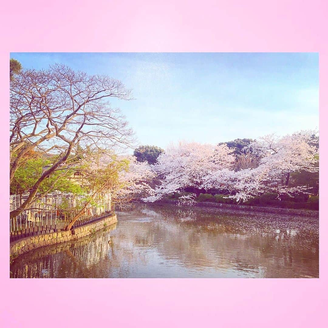 千眼美子さんのインスタグラム写真 - (千眼美子Instagram)「・ 🌸🌳🍃  #japan  #now #cherryblossom  #sakura #blooming #桜 #さくら #花見 #お花見 #日本 #神社 #櫻花 #🇯🇵 #⛩ #🌸」4月1日 0時10分 - yoshiko_sengen