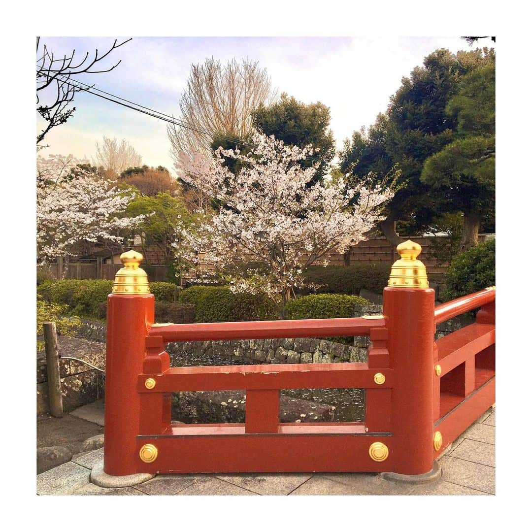 千眼美子さんのインスタグラム写真 - (千眼美子Instagram)「・ 🇯🇵八 #japan  #now #cherryblossom  #sakura #blooming #桜 #さくら #花見 #お花見 #日本 #神社 #櫻花 #🇯🇵 #⛩ #🌸」4月1日 7時03分 - yoshiko_sengen