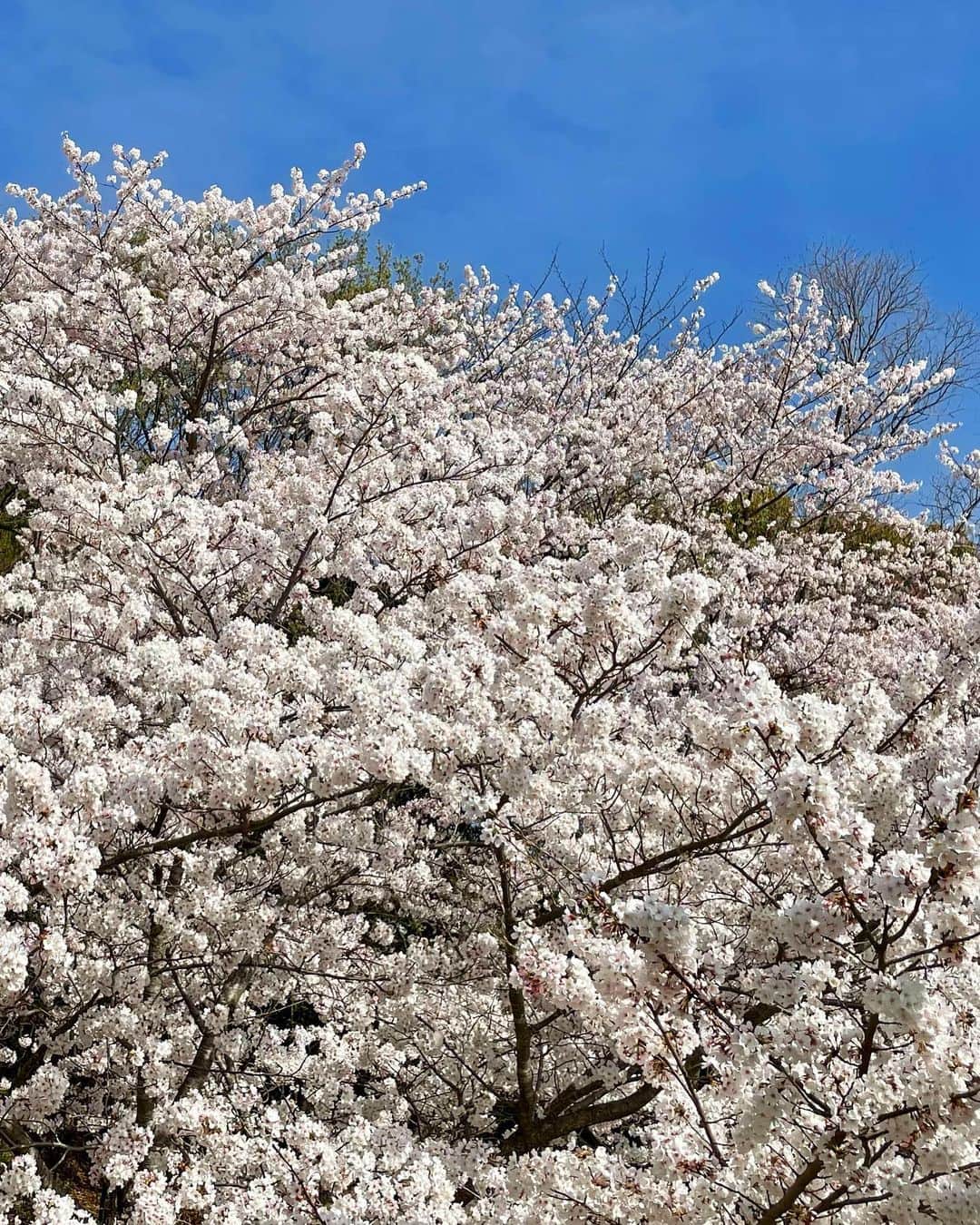 工藤めぐみさんのインスタグラム写真 - (工藤めぐみInstagram)「🌸  primavera no Japão 🌸 Até o ano que vem☺️✨  風に吹かれて落ちてた桜を拾ったら 可愛かった♡  ありがとう。 また来年🌸  ． ． ． ． ． #桜　#sakura #cherryblossom  #megumikudo #工藤めぐみ」4月2日 19時59分 - megumikudo.samba