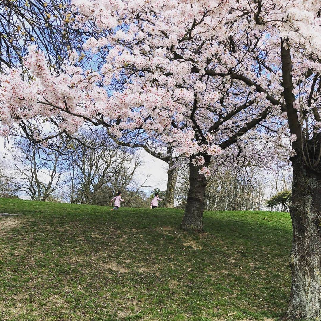 佐藤ありささんのインスタグラム写真 - (佐藤ありさInstagram)「満開の桜🌸 日本の春を感じられて幸せなひと時でした☺️」4月6日 16時13分 - satoarisa920