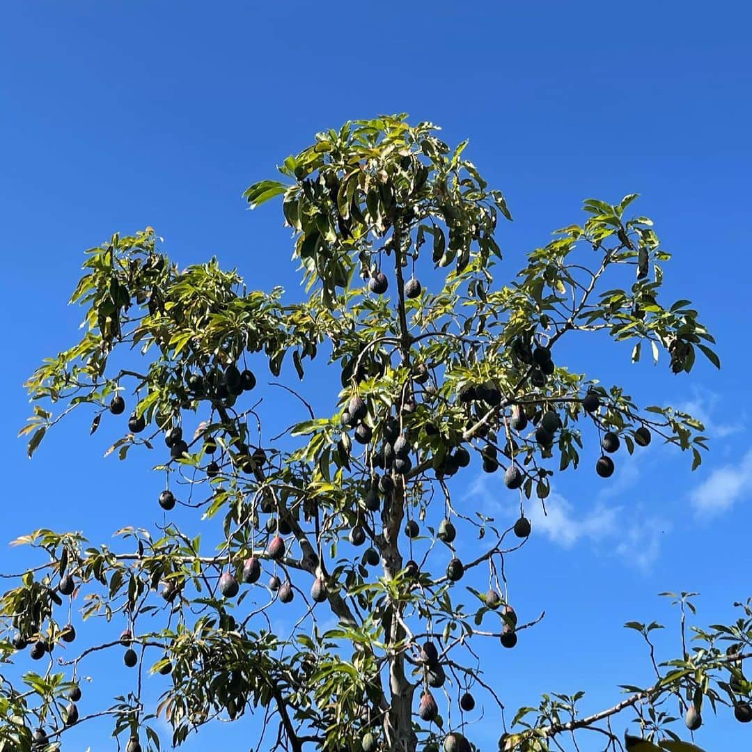 道端ジェシカさんのインスタグラム写真 - (道端ジェシカInstagram)「Oh how lucky are we to be born on this beautiful planet🌏 Thanking Mother Earth today and everyday🙏🏼🌱🌴🌲🍄🍁🍂🌺🌼🌻🌈🌊❄️🌤🐁🦜🦩🐈🐕🐖🦒🦓🐆🦧🦣🐊🦭🦈🐋🐙🐢🐍🐝🐞🪱🦋🐌🐣🐸🦉🦅🐠🐬🐊  Earth Day 2021」4月23日 1時02分 - jessicamichibata