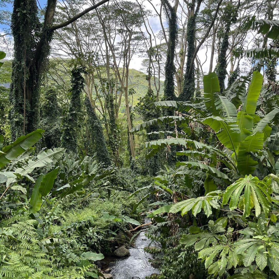 道端ジェシカさんのインスタグラム写真 - (道端ジェシカInstagram)「Oh how lucky are we to be born on this beautiful planet🌏 Thanking Mother Earth today and everyday🙏🏼🌱🌴🌲🍄🍁🍂🌺🌼🌻🌈🌊❄️🌤🐁🦜🦩🐈🐕🐖🦒🦓🐆🦧🦣🐊🦭🦈🐋🐙🐢🐍🐝🐞🪱🦋🐌🐣🐸🦉🦅🐠🐬🐊  Earth Day 2021」4月23日 1時02分 - jessicamichibata