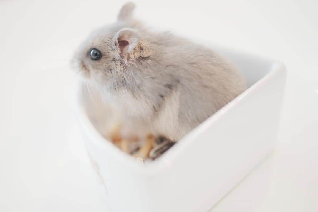 米津真浩さんのインスタグラム写真 - (米津真浩Instagram)「2021年4月13日生まれ。  5月8日にうちにやってきました🐹  可愛すぎます。  命名【わっしょい】ちゃんです。  ということでわっしょいちゃんのインスタできました（笑）→@wasshoi0413  宜しくお願いします🐹  #hamster  #hamstergram  #hamsterlove  #hamsterlife  #ハムスター  #ハムスタグラム #ハムスターのいる生活 #ハムスター好きな人と繋がりたい  #ジャンガリアン #ジャンガリアンブルーサファイア」5月17日 11時32分 - yonezutadahiro